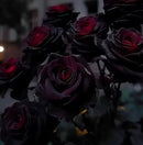 Black Rose Seeds (Pack of 20) with Plant Growth Serum